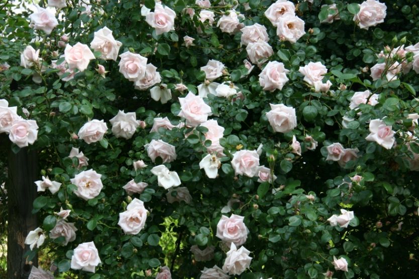 Reduced close Up photo e6b808aa-ba2f-477f-8ffe-eeb68787a185_zps65c7f4fa.jpg